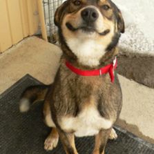 [Image: good-dog-greg.jpg]