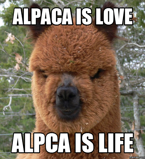 Image result for alpaca meme