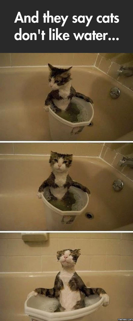 And they say cats don't like water