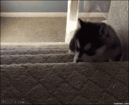 husky cae de las escaleras gif