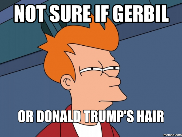 2016 election signs - with a twist!