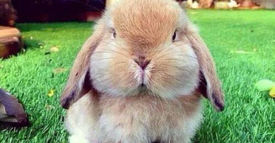 chub bunny