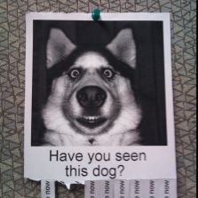 Have you seen this dog | Memes.com