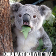 Image result for believe koala