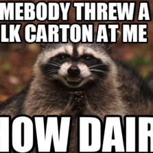evil plotting raccoon hilarious pictures with captions 953922 evil plotting raccoon hilarious pictures with captions