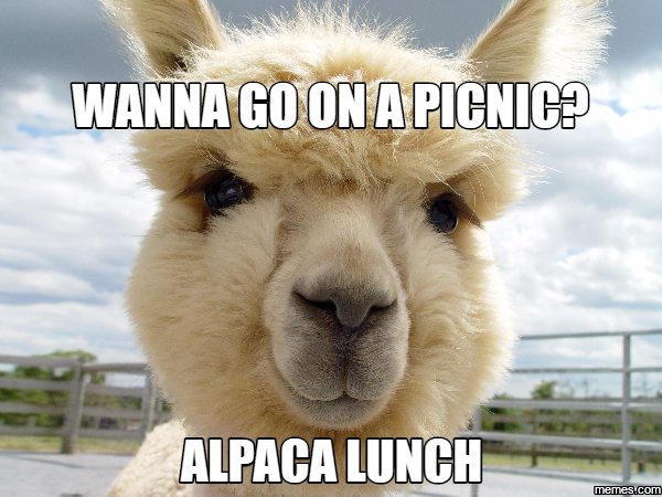 Memes De Picnic