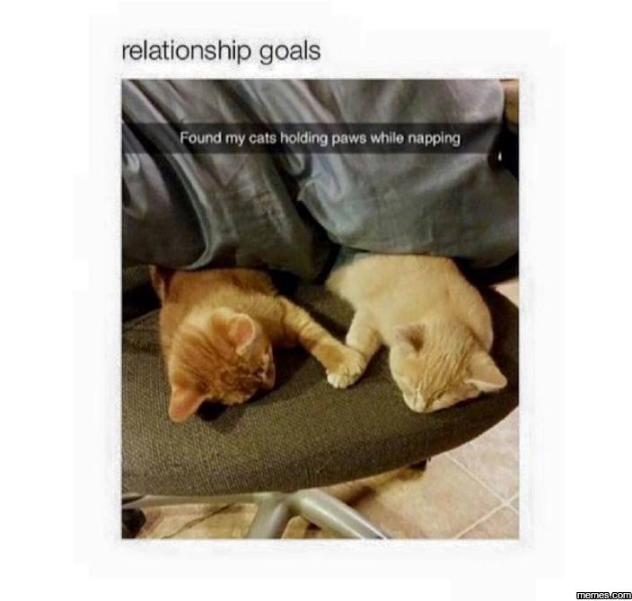 Found my cats holding paws... | memes.com